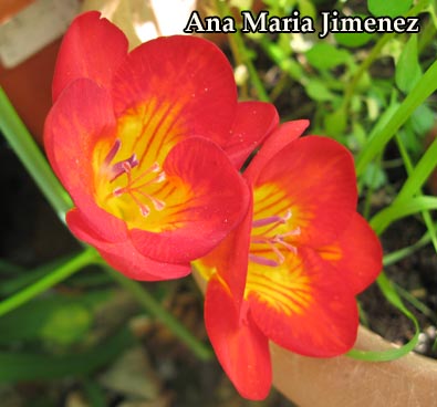 Freesia_11_Marzo_09_.jpg