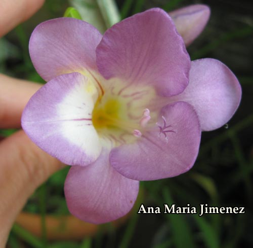Freesia_flor2_-_2_Marzo_2009_.jpg