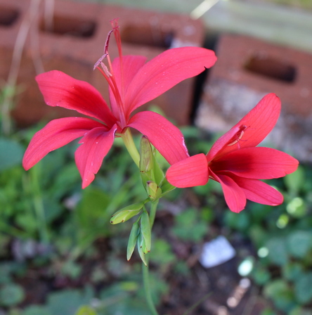 FreesiaGrandiflora200214a.jpg