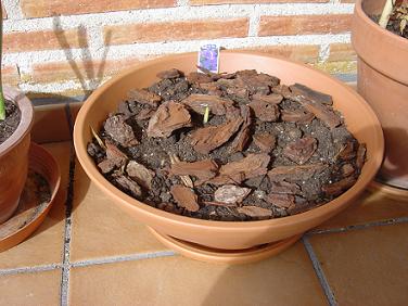 freesias%201.jpg