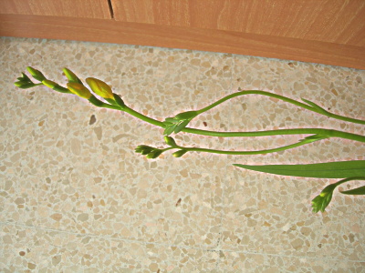 freesias%20capll%20240206.JPG