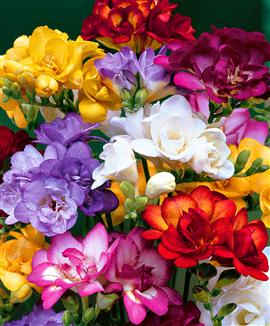 freesias%20dobles%7E0.jpg