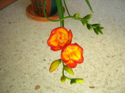 freesias%20ok%2027.02.06.JPG