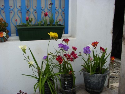 Freesias%20y%20%20Tulipanes%2002%20400.jpg