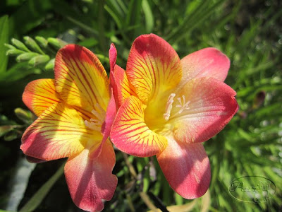 freesias+febreo+2012.jpg