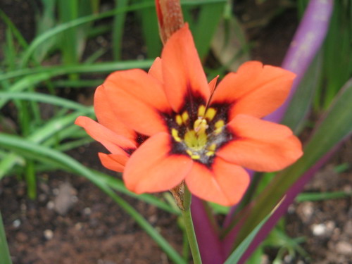 freesias.jpg
