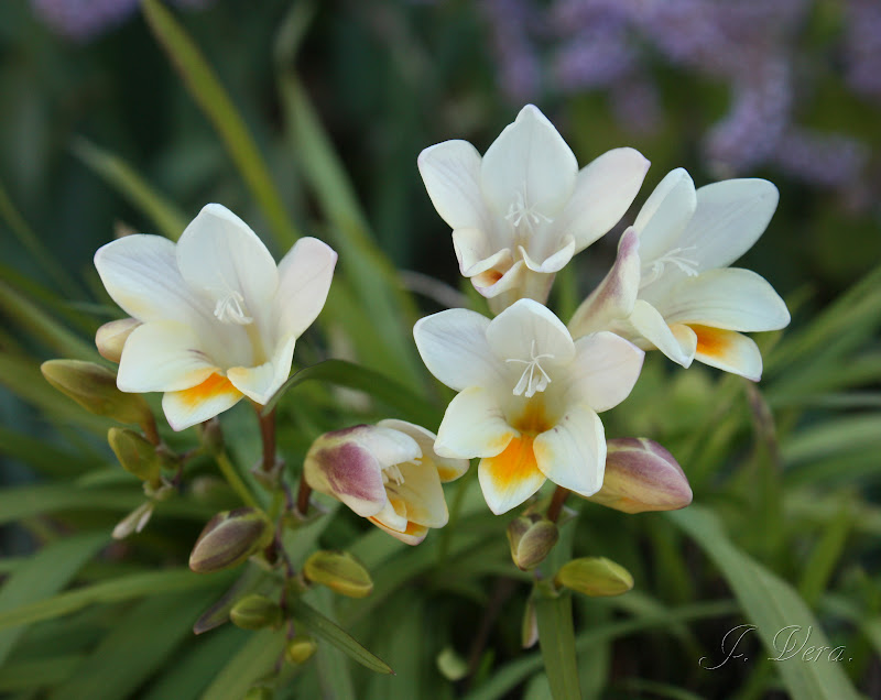 freesias1.jpg