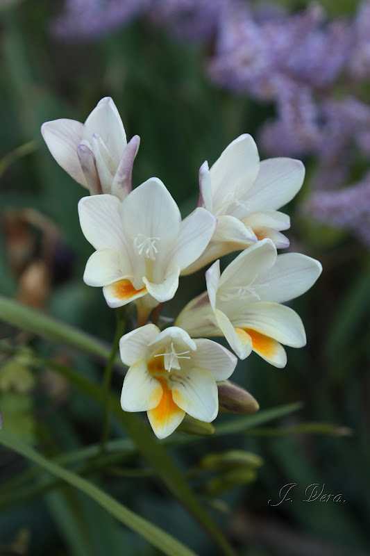 freesias2.jpg