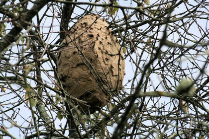 frelon-nid.jpg