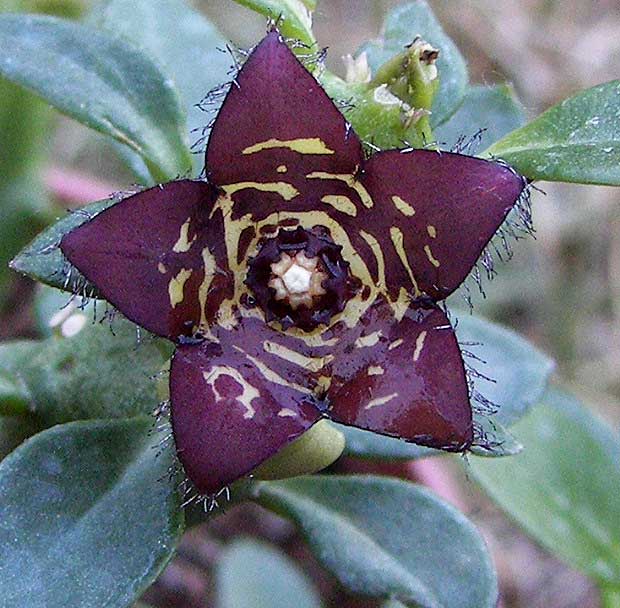 frereaindica.jpg