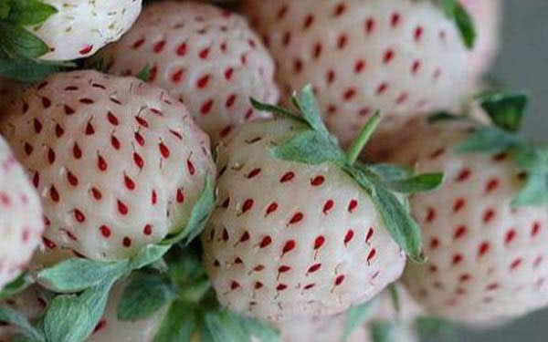 fresas-blancas.jpg