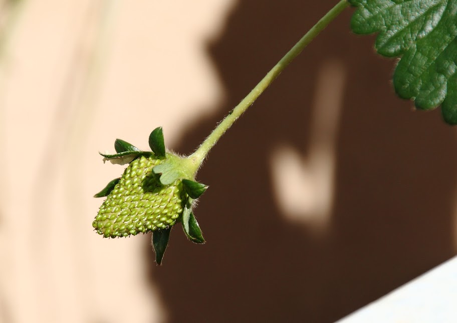 Fresas_1.JPG