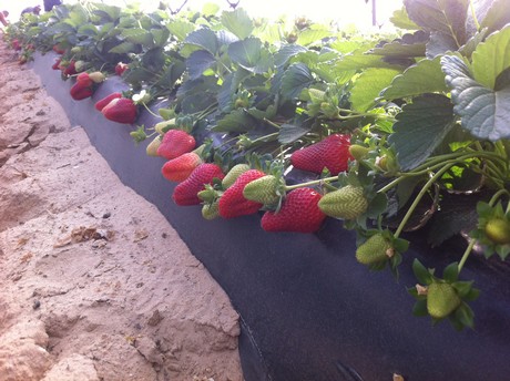 fresas_vivero.jpg