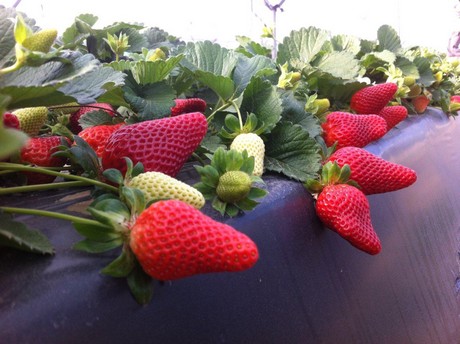 fresas_vivero2.jpg