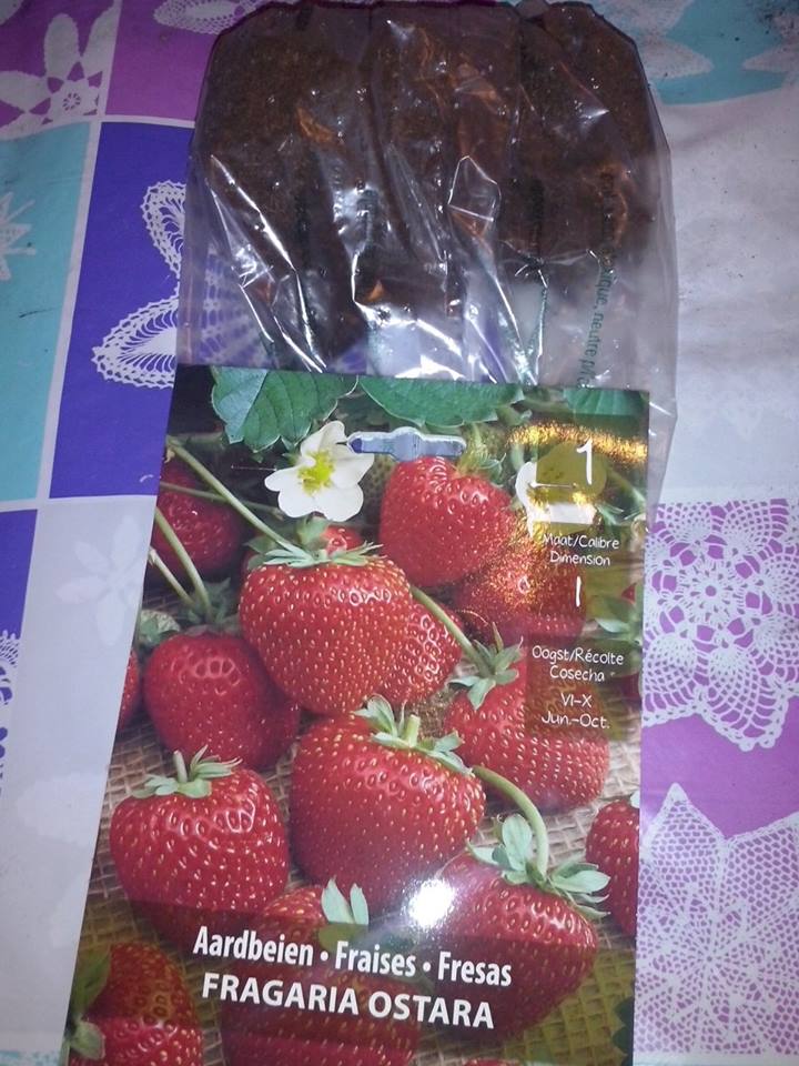 fresas_zps3ca259a7.jpg