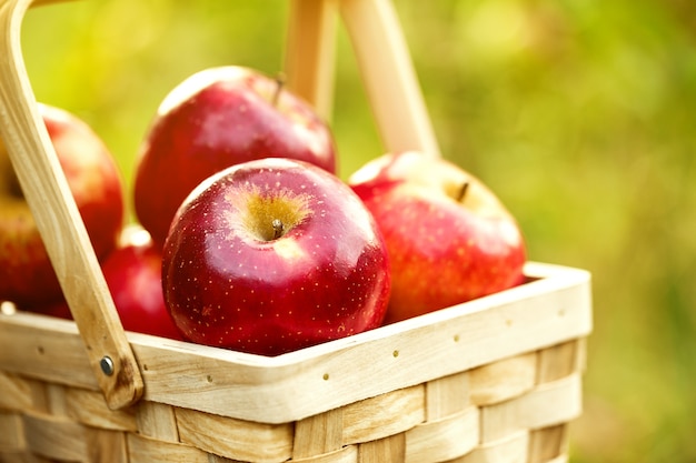 frescas-sabrosas-manzanas-rojas-cesta-madera-hierba-verde_1220-1642.jpg
