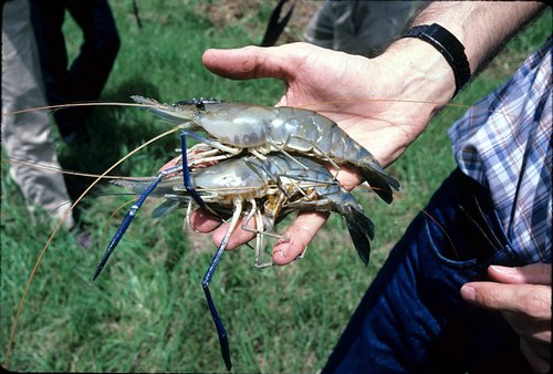 freshwater_shrimp_Macrobrachium_rosenbergii.jpg