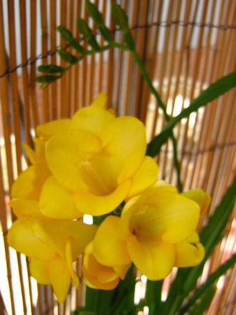 Fresia en flor amarilla4.JPG
