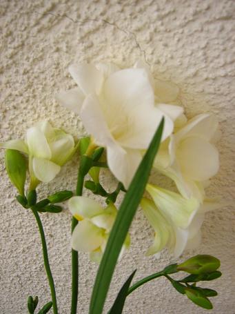 Fresia en flor blanca1.JPG