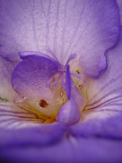 Fresia en flor lila (interior).JPG