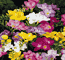 fresia.gif