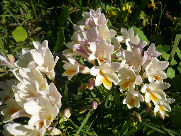 fresias-alba.jpg