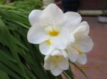 fressia-45515.JPG