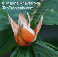 Freycinetia_multiflora_2MKhs.jpg