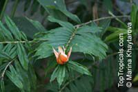 Freycinetia_multiflora_3MKhs.jpg
