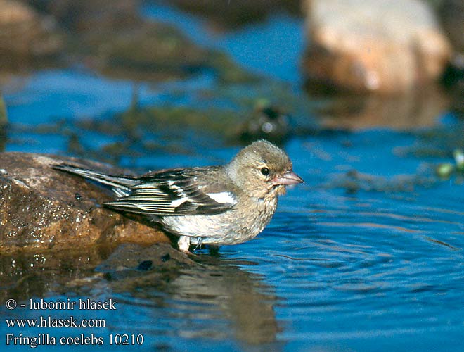 fringilla_coelebs_10210.jpg