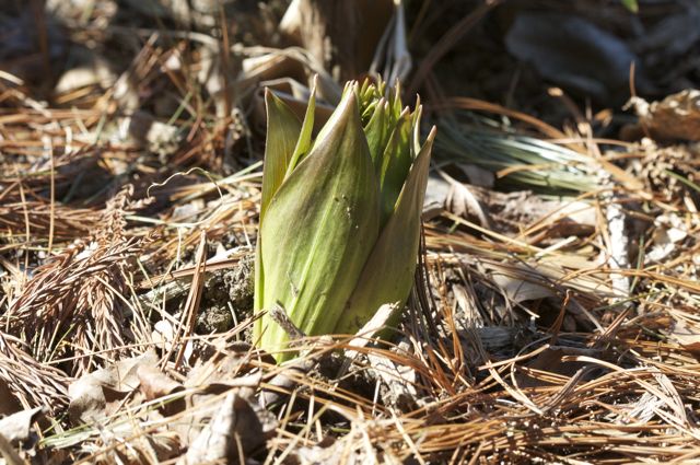 fritillaria-emerging.jpg