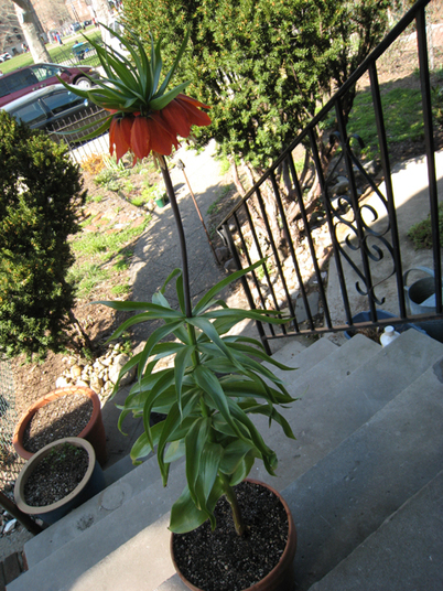 fritillaria07_0423.jpg