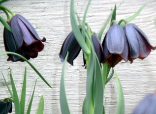 Fritillaria_caucasica_PW.jpg