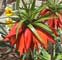 fritillaria_imperialis.jpg