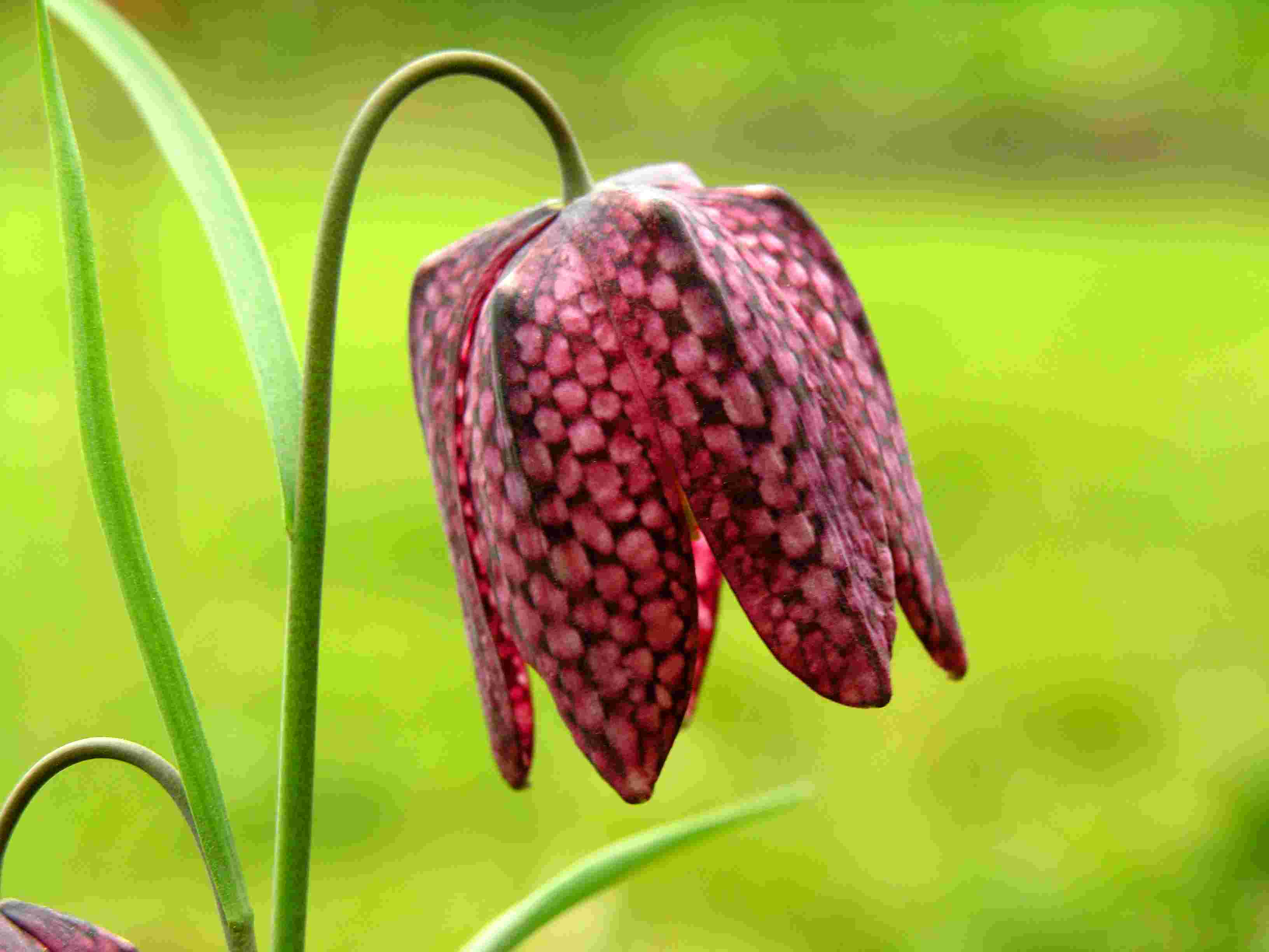Fritillaria_meleagris_1058.jpg