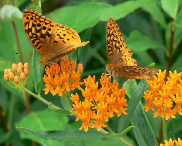 fritillaries-butterfly-weed-benny-mazur.jpg