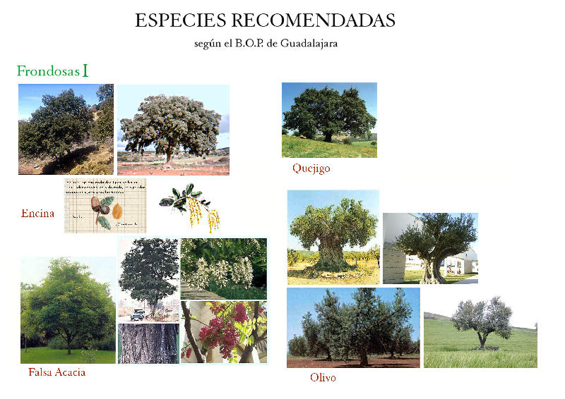 FrondosasI.jpg