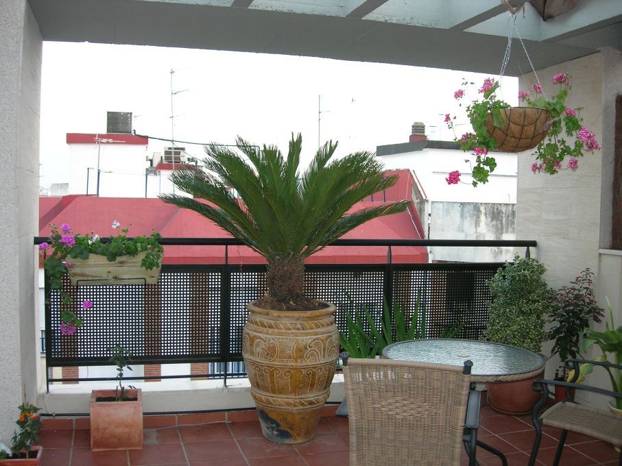 frontal1.jpg