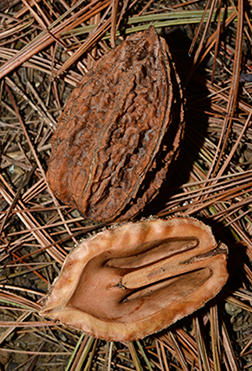 fruit1.jpg