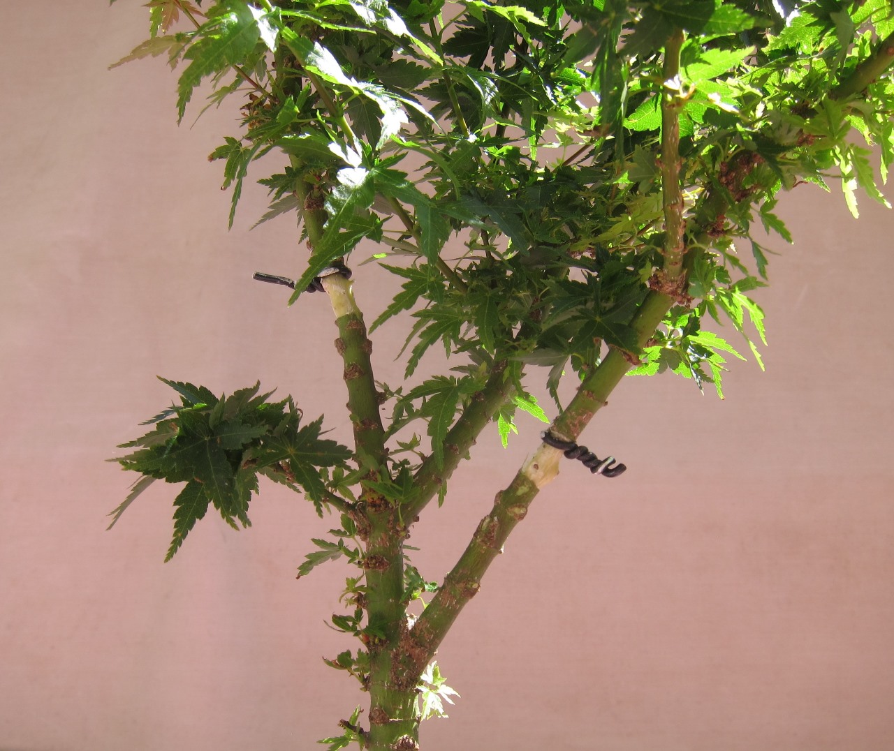 fruit14.jpg