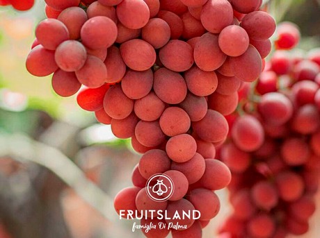 Fruitsland_SweetCelebration2.jpg
