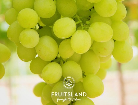 Fruitsland_Timpson2.jpg