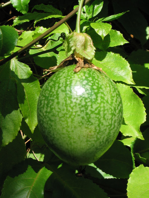 Fruta%20Passiflora%20edulis.jpg