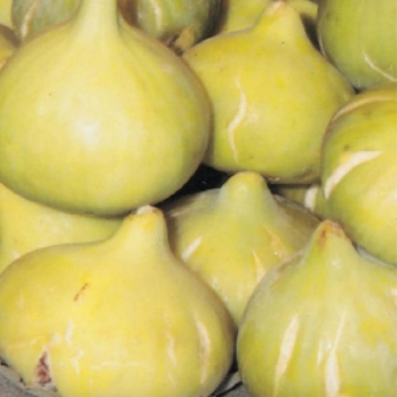 frutal-higuera-blanca-higos-blancos-planta-de-20-30-cm-3085992___475163540915083.jpg
