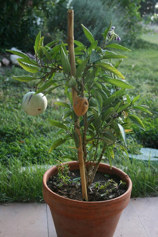 Frutal.JPG