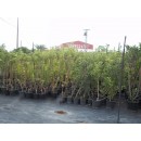 frutal-melocon-paraguayo-brasilea-en-maceta-de-25-cm-3080464___092594660802949.jpg