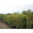 frutal-melocoton-paraguayo-brasileno-en-maceta-de-22-cn-3081302___664391875929688.jpg