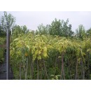 frutal-melocoton-paraguayo-platerina-mesembrille-en-maceta-de-25-cm-3080466___601596792840376.jpg
