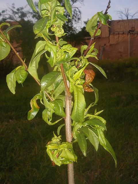 frutal1.JPG