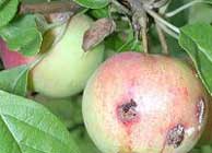 frutales-carpocapsa.jpg